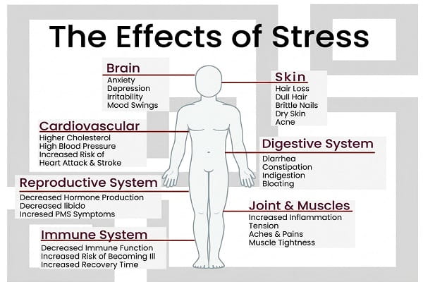 Symptoms of Chronic Stress: How It Affects Your Brain, Gut, Sleep, and Hair;
